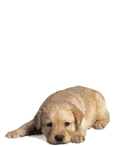hunde16.gif